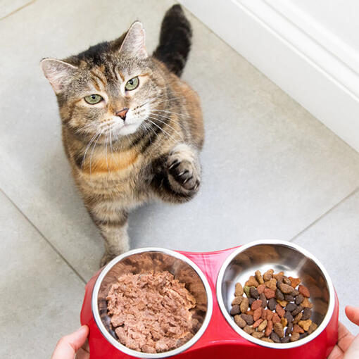 Katze hat Blut im Stuhl Ursachen & Tipps PURINA